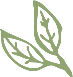 villa natura heilpflanzen akademie online kurs wildkraeuter erkennen